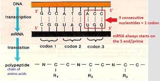 The building dna gizmo™ allows you to construct a dna molecule and go through the process of dna replication. Complementary Base Pairing In Dna Is Quizlet