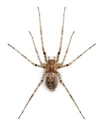 10 Common Spiders Found In And Around Britains Homes But