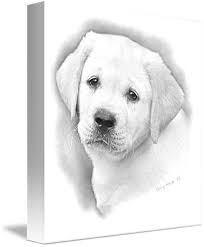 Pencil drawings of dog and puppies from your photos for sale. Lab Puppy Pencil By Sherry Wargo