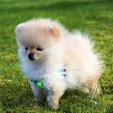 But a reasonable, average price would start at. 16 Teacup Dog Breeds Pomeranian Terrier And More