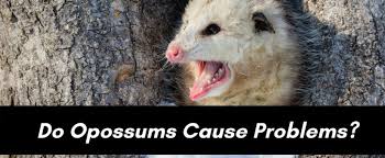 Do Opossums Cause Problems For People