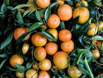 Are tangerines and clementines the same thing?