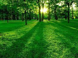 green nature wallpapers top free