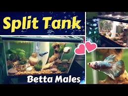 How to make a betta fish tank divider using pvc or acrylic. Diy Tank Divider Fish Aquatic Videos