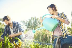 20 rules for watering plants so that