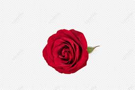 red roses png images with transpa