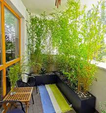 Balcony Boss Privacy Plants Bamboo