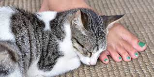 why are cats so obsessed with feet