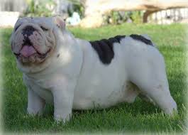 The colorful rainbow of bullies continues to expand here. Stud Service English Bulldogs Now