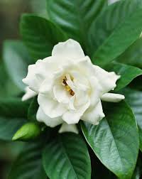 20 Best White Flowers For Your Garden