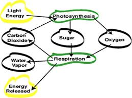 The Oxygen Cycle Definition Of Oxygen Oxygen A Colorless