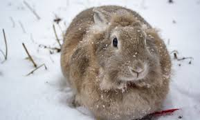My Rabbits Be Okay Outside In Winter