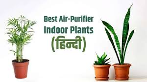 Best Air Purifier Indoor Plants