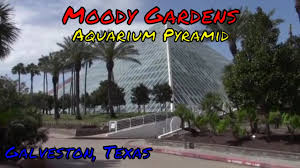 moody gardens aquarium pyramid