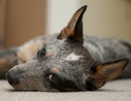 Blue Heeler A Complete Guide To The Australian Cattle Dog