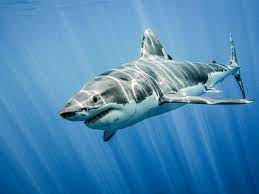 Great white sharks: The world's best ...
