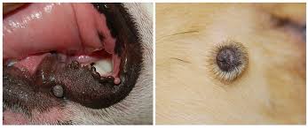 It affects people of all races, genders and ages, which is why it's absolutely critical for americans to learn about. Benign Skin Masses Of Dogs Mspca Angell