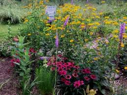10 perennials for a pollinator garden