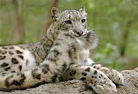 The best thing about snow leopards : r/aww