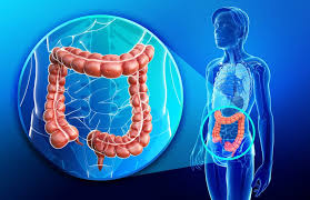 colon large intestine facts