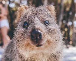 Spy robot quokka gets up close and personal with the world's cutest animal.a baby quokka! Snap A Selfie With The Friendliest Fauna The Quokkas On Rottnest Island Outlook Traveller