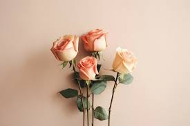 flowers rose images free on