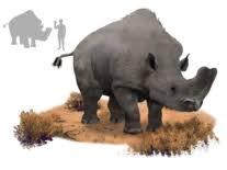 The embolotherium, which lived during the oligocene, resembled a rhinoceros but was the size of an elephant. Embolotherium Wikipedia
