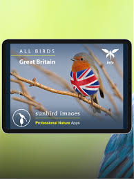 You can play a bird's song from within the field guide. Bird Songs Usa Canada 3100 Sunbird Images