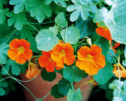 when to plant nasturtium seeds for a