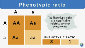 phenotypic ratio definition and