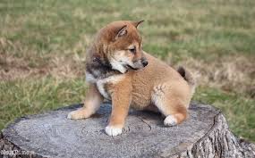Over the last day , shiba inu has had 5% transparent volume and has been trading on 30 active markets with its highest volume trading pairs being eth ($450.39m) , usdt ($359.45m) , and usdc ($8,545). Inquisitive Shiba Inu Puppies For Sale Maidstone Kent Nomtimes Uk