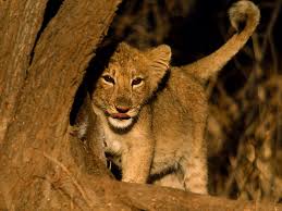 lion cubs hd images photos s