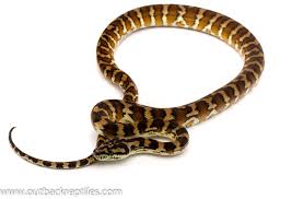 irian jaya carpet python male 1