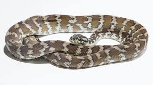 papuan carpet python morelia spilota