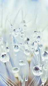 pure crystal dew dandelion flower water