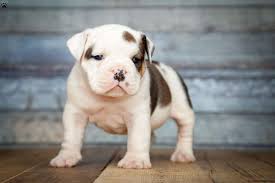 So a big thank you to carlos for all that he does and thank you especially for zoey. Victorian Bulldog Puppies For Sale Greenfield Puppies