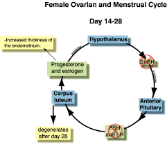 12 Memorable Reproductive System Hormones Chart