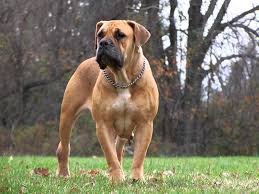 Everyone should have a puppy in their life. Boerboel Dogexpress