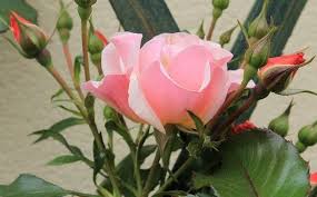 rose rampicanti Sundown - Rose In The Wind