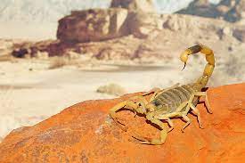 the most lethal scorpions living today