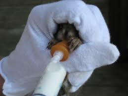 Baby Squirrel Care