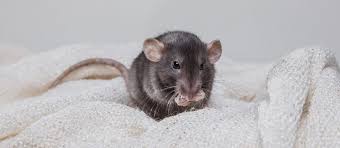 the best bedding for rats review in