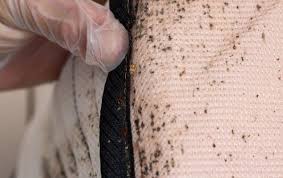 Signs Of Bed Bugs On Your Mattress