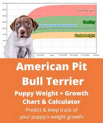 american pit bull terrier weight growth