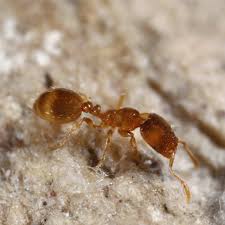 ant identification and behavior bogo