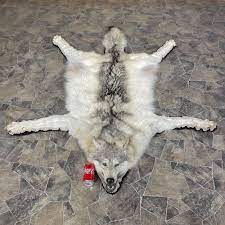 grey wolf full rug taxidermy mount