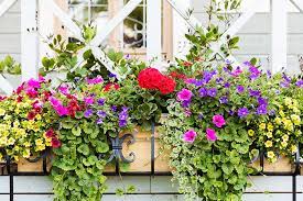 A Year S Worth Of Window Box Ideas To