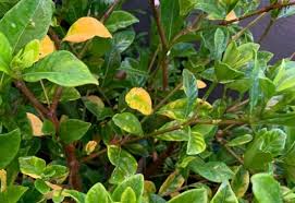 why gardenia leaves turn yellow common