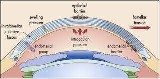 anatomy and physiology of the cornea