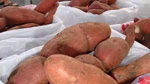 sweet potato slips now for summer harvest
